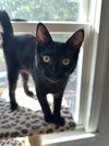 Jackson - KITTEN