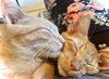 Ancho - KITTEN in foster
