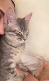 Cardamom - KITTEN