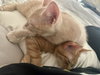 Coriander - KITTEN in foster