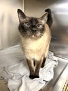 Willow (Senior)
