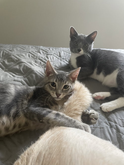 Pancake Jr. & Jelly Bean - KITTENS in foster