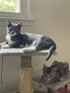 Pancake Jr. & Jelly Bean - KITTENS in foster