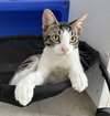 Figaro (St Croix)