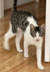 Figaro (St Croix)