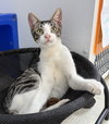 Figaro (St Croix)