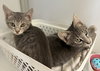 Cora and Hugh (kittens)