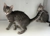 Cora and Hugh (kittens)