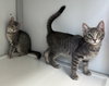 Cora and Hugh (kittens)