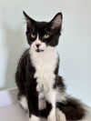 CS- BUSTER (In Foster) bonded w/MAXINE