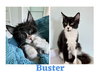 CS- BUSTER (In Foster) bonded w/MAXINE