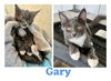 CS- GARY bonded with MILLY
