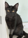 CS- MAXINE (In Foster) bonded w/BUSTER