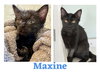 CS- MAXINE (In Foster) bonded w/BUSTER