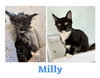 CS- MILLY bonded with GARY