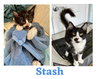 CS- STASH