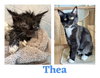 CS- THEA