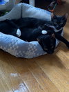 Mokoko & Tycoco - bonded siblings