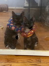 Mokoko & Tycoco - bonded siblings