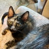 Ava - KITTEN in foster