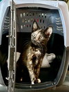 Ava - KITTEN in foster