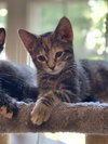Cherish - KITTEN in foster