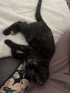 Juno - KITTEN in foster