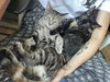 Juno - KITTEN in foster