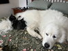 Juno - KITTEN in foster