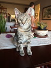 Pearl - KITTEN in foster