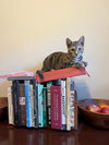 Pearl - KITTEN in foster
