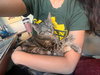 Pearl - KITTEN in foster