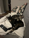 Pearl - KITTEN in foster
