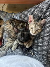Pearl - KITTEN in foster