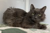 Pierce (Senior)