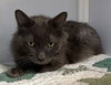 Pierce (Senior)
