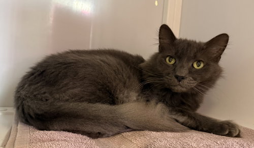 Pierce (Senior), Domestic Medium Hair, cat for adoption in Bowie, Maryland