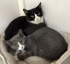Paul and Suki (kittens)