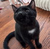 Gabriel - SPECIAL NEEDS KITTEN