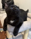 Gabriel - SPECIAL NEEDS KITTEN