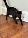 Gabriel - SPECIAL NEEDS KITTEN