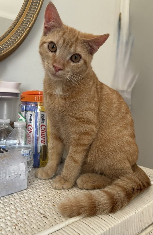 Remiel - FIV+ KITTEN in foster