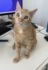 Remiel - FIV+ KITTEN in foster