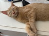 Remiel - FIV+ KITTEN in foster