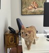 Remiel - FIV+ KITTEN in foster