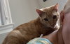 Remiel - FIV+ KITTEN in foster