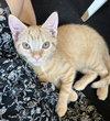 Remiel - FIV+ KITTEN in foster