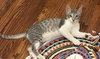 Aster - KITTEN in foster