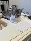 Aster - KITTEN in foster
