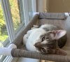 Aster - KITTEN in foster
